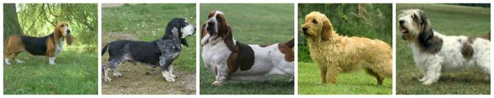 Échte dierenliefde overschrijdt alle grenzen en daarom zijn niet alleen bassets uit Nederland, maar ook uit België, Duitsland en andere ons omringende landen van harte welkom!