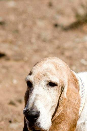 De Bassethound is een doorgaans zeer goedmoedige hond, plotselinge agressie past niet bij het ras!