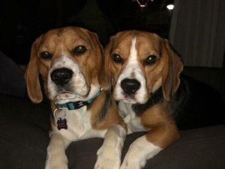 Balto & Axel