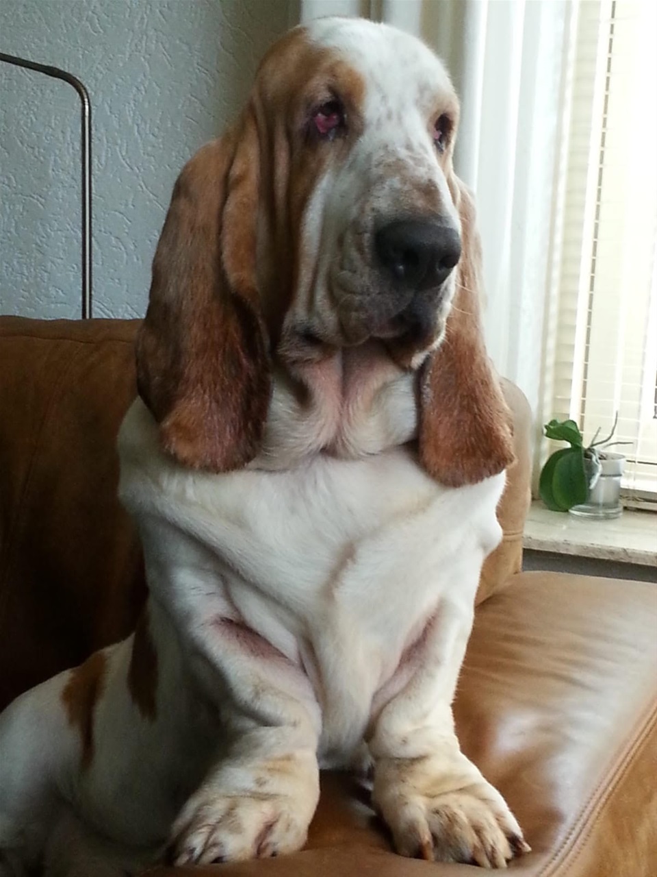 Watson